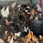 مطلوب ديوك وسمان وبط في حي الاجواد