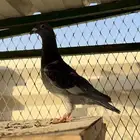 ذكر زاجل سباق