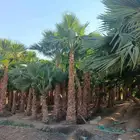 نخل واشنطن واشنطني زينه امريكي