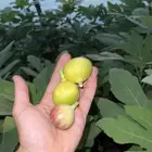 شتلات تين مثمرة Fig Trees