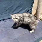 قطط للتبني