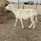 حريه للبيع