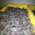 خضري فاخر للبيع كميات من حق العام