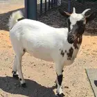 ماعز قزمي مكس