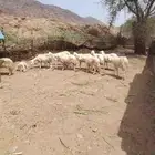 ضان للبيع
