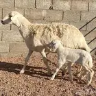 للبيع حريه والد صنف((تم البيع تم البيع ))