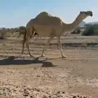 ظروبه مبيوع حاشيها. سنها علا اول شق. وعلا جميع الشروط.