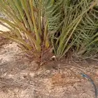 فسائل صقعي ممتازة