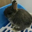 أرنب نذرلاند قزم
