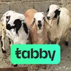 خرفان تؤام جذعان تقسيط على تابي