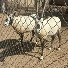 البيع جوز مها الوضيحي