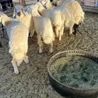 للبيع طليان ذبايح