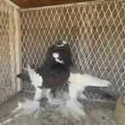 حمام نفاخ مسوبع