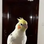 كروان مفقود لاتنيو مكتف