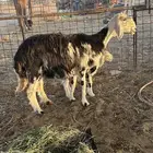 غنم نجد طيبه