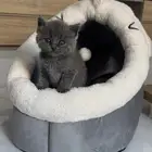 Pure Scottish Straight Kitten for Sale - 50 days old