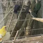 للبيع طيور روز وفيشر