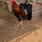 ديك عربي ترثه