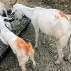 اذكروا الله وصلوا ع النبي ماعز اللبيع مع بنتها عمر بنتها