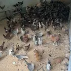 فراريج فيومي