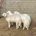 شبك ابو مشعل البرتاوي لبيع المواشي