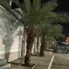 نخل سكري للبيع