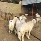 أغنام للبيع (( طليان رخال تيوس) )