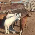 أغنام للبيع (( طليان رخال تيوس) )