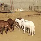سواكن مرباه للبيع