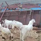 ذبايح للبيع (( طليان حري  سواكن  تيوس  رخال))
