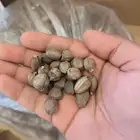 بذور مورينجا عربية