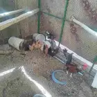 دجاج بلدي