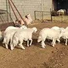 شبك ابو مشعل البرتاوي لبيع المواشي
