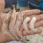 روبيان وسط قوي 32كيلو ب450ريال