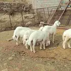 شبك ابو مشعل البرتاوي لبيع المواشي