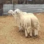 رخال للبيع