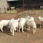 أغنام للبيع (( طليان رخال تيوس) )