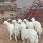 أغنام للبيع (( طليان رخال تيوس) )