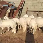 شبك ابو مشعل البرتاوي لبيع المواشي