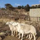 غنم مقاني للبيع