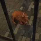 ماعز قزم ابيض فحل بصحة ممتازة جدا مخضب بحناء