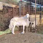 خروف حري للبيع