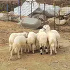 رخال للبيع