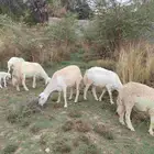غنم مقاني للبيع