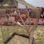 كناري مع قفص كبير