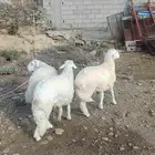 ذبايح للبيع (( طليان حري سواكن تيوس رخال))