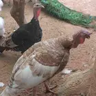 طاؤووس ودجاج رومي وقطط و وبر بري وارانب وذكر نعام واوز للبيع
