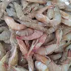 روبيان وسط روبيان فرخ الجامبو