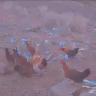 دجاج للبيع العدد 10 دجاج 5ديوك5