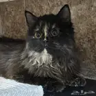 قطه وأطفالها للتبني